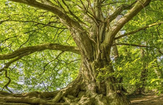 Baum1 Baum1